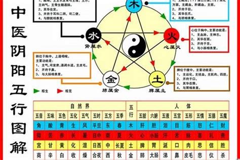 鼠五行|生肖鼠五行属什么？从土到木，解密老鼠的五行属性